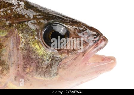 Primo piano dell'occhio di poppa su sfondo bianco. Noto come persico comune, rosso, grande scala, eurasiatico o europeo, questo pesce è una specie predatoria di persico, Foto Stock