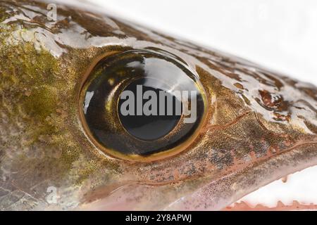 Primo piano dell'occhio del luccio. Pesce del fiume Zander. Pesce persico isolato su sfondo bianco. Foto Stock