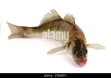 Pesce del fiume Zander. Pesce persico isolato su sfondo bianco. Foto Stock