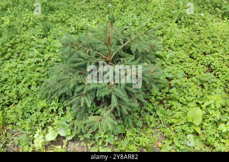 Un piccolo abete rosso in una radura della foresta. Gli alberelli di pino crescono nel raddrizzarsi nella foresta. Foto Stock