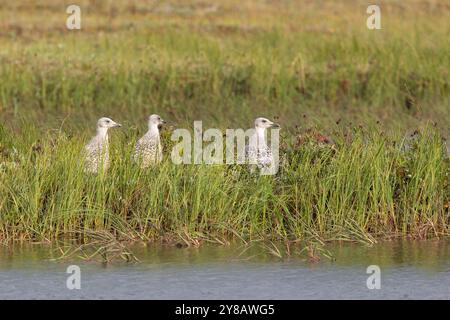 Tre pulcini di gabbiano nell'erba Foto Stock