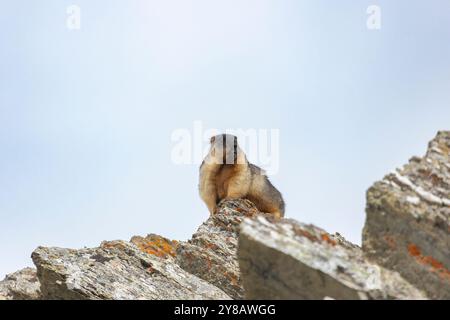 Marmota camtschatica o marmotta con il tetto nero si trova su una roccia. Russia Foto Stock