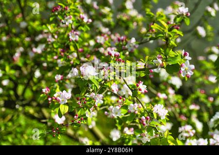 Ramo di un melo, Malus domestica, con fiori, Zweig eines Apfelbaumes, mit Blüten Foto Stock