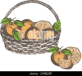 Cestino di vimini con arance. Disegna a mano gli agrumi, stile rustico retrò. Idea per volantini, banner, pubblicità per il mercato agricolo. Vintage colorato Illustrazione Vettoriale