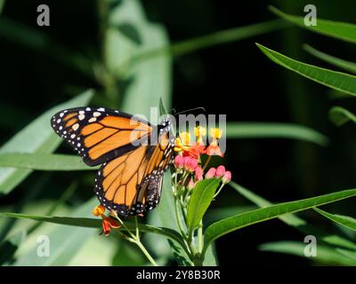 Foto ravvicinata di una farfalla Monarch (Danaus plexippus) Foto Stock