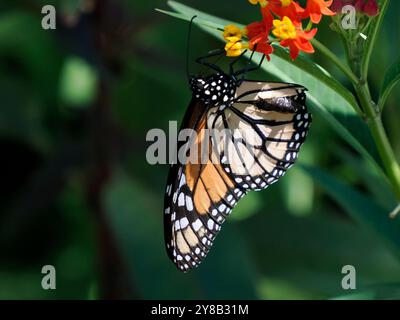 Foto ravvicinata di una farfalla Monarch (Danaus plexippus) Foto Stock
