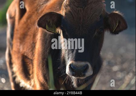 Razza bovina cipriota in posa con sfondo sfocato in natura. Palude di Akrotiri, Cipro Foto Stock
