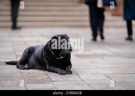 Ritratto del Labrador Retriever nero steso sul marciapiede. Black Labrador Retriever o semplicemente Labrador che si trova in strada a Venezia. Foto Stock