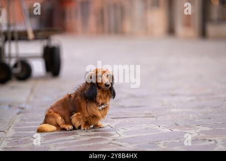 Ritratto di cane Dachshund rosso dai capelli lunghi. Ritratto di un dachshund dai capelli lunghi di colore rosso seduto su una strada vuota al mattino, Venezia. Foto Stock