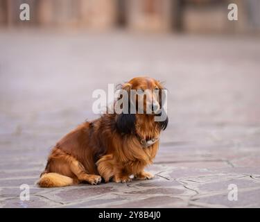 Ritratto di cane Dachshund rosso dai capelli lunghi. Ritratto di un dachshund dai capelli lunghi di colore rosso seduto su una strada vuota al mattino, Venezia. Foto Stock