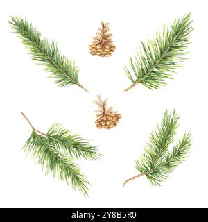 Set di rami di abete rosso verde con piccoli pineconi, illustrazione isolata ad acquerello. Abete, pino, cedro per disegni a tema invernale, biglietti per le vacanze, confezioni ecologiche e articoli natalizi Foto Stock