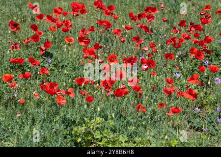 Papaveri in fiore in un campo in un giorno di maggio soleggiato. Crimea Foto Stock