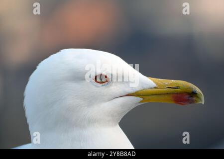 La testa di gabbiano ha fotografato molto da vicino. Il gabbiano è un uccello grande e rumoroso che si è arreso sul mare e si è trasferito in città. Foto Stock