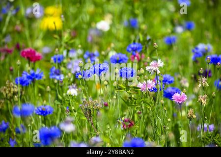 Striscia di fiori con fiori selvatici su un campo nel Vier- e Marschlanden, Amburgo, Germania, Blühstreifen mit Wildblumen auf einem Feld in den Vier- und Foto Stock