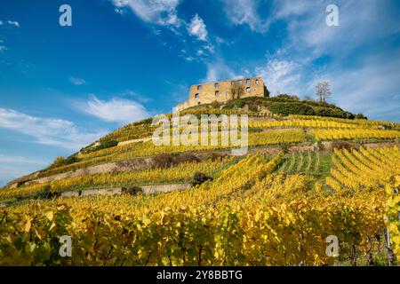 Splendido paesaggio delle rovine del castello di Staufen im Breisgau con i vigneti in splendidi colori autunnali in primo piano Foto Stock