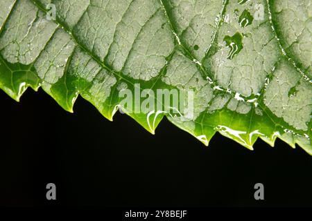 Primo piano di ortensie bagnate e frastagliate, note anche come Mophead o hortensia. Concentrati sulla trama e sulle venature della foglia su sfondo nero. Foto Stock