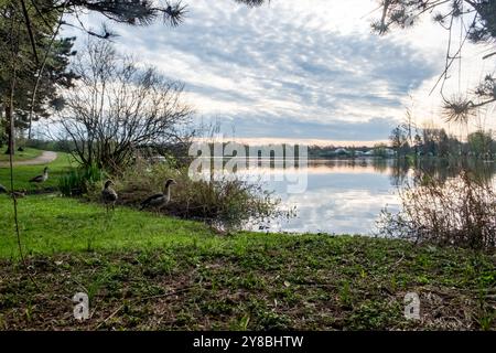 Una tranquilla scena sul lago che mette in mostra anatre serene, una lussureggiante vegetazione vibrante e un cielo incredibilmente bello Foto Stock