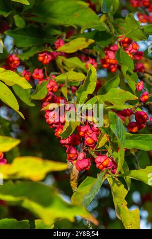 Euonymus europaeus frutti autunnali a maturazione capsulare a fusello comune europeo, colori rosso-viola o rosa con semi d'arancio, foglie autunnali colorate. Foto Stock