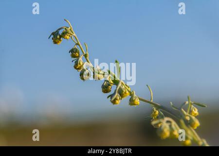 Aramara vermwood Artemisia absinthium cespuglio cresce in natura. Foto Stock