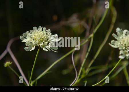 Crema scabica, Scabiosa ochroleuca, in fiore. Foto Stock