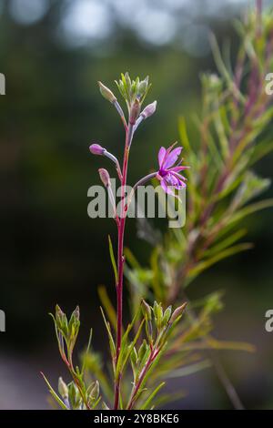 Willowherb epilobium angustifolium. Blooming sally epilobium angustifolium . Foto Stock