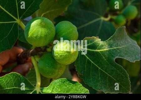 Primo piano di fichi immaturi che crescono sul ramo di un albero di fico Foto Stock