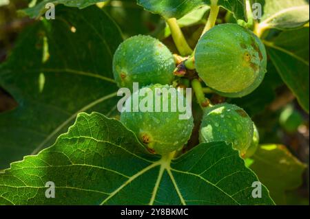 Fichi viola maturi appesi al ramo alla luce del sole. Raccolta della frutta fresca di fico. Foto Stock