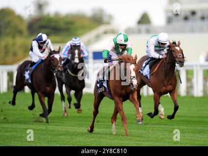 Successivamente, guidati da Oisin Murphy (centro a destra) sulla strada per vincere le BetMGM Noel Murless Stakes durante il BetMGM Autumn Racing Weekend all'Ascot Racecourse, Berkshire. Data foto: Venerdì 4 ottobre 2024. Foto Stock