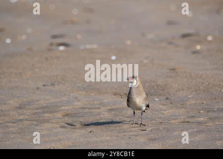 Pratincole con colletto, Glareola pratincola, sulla spiaggia, Delta dell'Ebro, Catalogna, Spagna Foto Stock