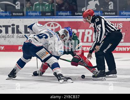 Augusta, Germania. 2 ottobre 2024. Linesperson David Tschirner fuehrt ein bully aus zwischen Eric Cornel (Iserlohn Roosters, n. 18) e Jason Bast (Augsburger Panther, n. 45). GER, Augsburger Panther gegen Iserlohn Roosters, Eishockey, DEL, 5. Spieltag, Saison 2024/2025, 02.10.2024. Foto: Eibner-Pressefoto/Heiko Feiner credito: dpa/Alamy Live News Foto Stock