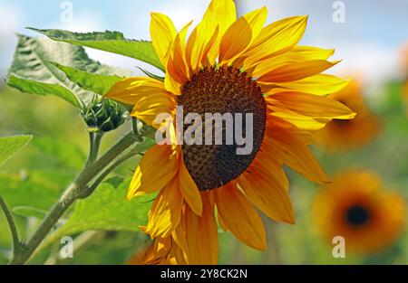 Immagine a tutto campo della brillante testa di fiore dorata della Common Sunflower Copper Queen (Helianthus annuus Copper Queen) Foto Stock