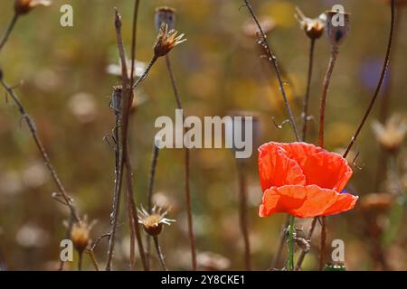 Più tardi estate immagine di un papavero rosso brillante (Papaver Rhoeas) in piedi da solo in un prato dove gli altri fiori selvatici sono diventati teste di semi. Inghilterra Foto Stock