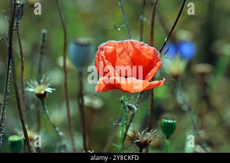 Immagine di un papavero rosso brillante (Papaver Rhoeas) in piedi da solo in un prato dove gli altri fiori selvatici sono diventati teste di semi. Inghilterra Foto Stock