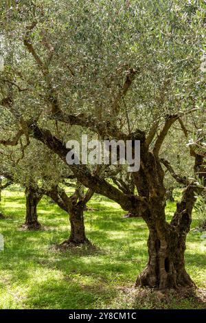 Lussureggianti oliveti con olivi che crescono su terrazze nella campagna greca per la produzione di olio d'oliva per i consumatori Foto Stock