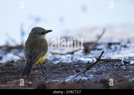 Un piccolo uccellino è in piedi a terra nella neve. L'uccello è giallo e ha un becco nero. L'immagine ha un'atmosfera tranquilla e serena, come l'uccello è Foto Stock