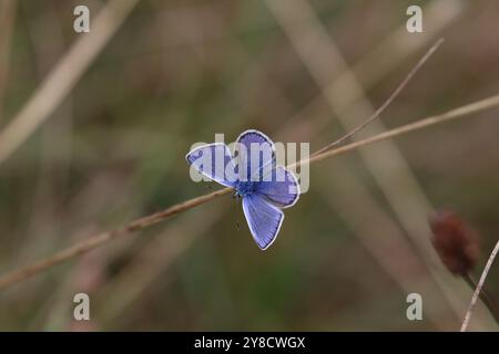 Maschio a farfalla blu comune - Polyommatus icarus Foto Stock