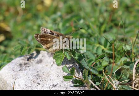 Squallido Skipper Butterfly - Erynnis tages Foto Stock