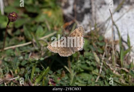 Dingy Skipper Butterfly maschio - Erynnis Tages Foto Stock