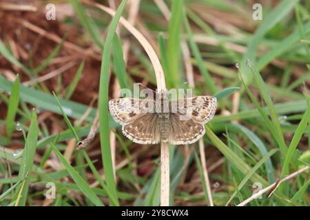 Dingy Skipper Butterfly femmina - Erynnis Tages Foto Stock