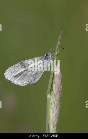 Farfalla bianca in legno criptico - Leptidea juvernica Foto Stock