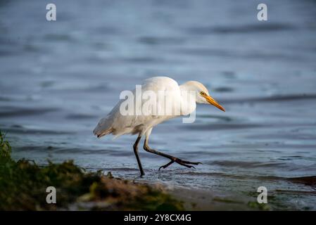 EGRET del BESTIAME ( Bubulcus ibis) - Lago Vittoria Uganda Foto Stock