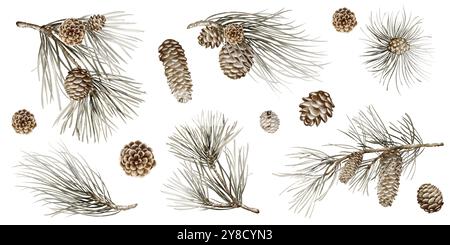 Clipart di acquerello dei rami di pino o di Fir su sfondo isolato. Foto Stock