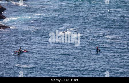 BluefinTuna stava saltando fuori dal mare insieme a diversi paddle board appena fuori Land's End in Cornovaglia. Foto Stock