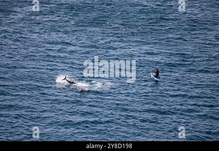 BluefinTuna stava saltando fuori dal mare insieme a diversi paddle board appena fuori Land's End in Cornovaglia. Foto Stock