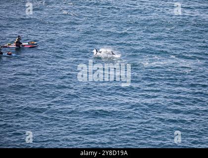 BluefinTuna stava saltando fuori dal mare insieme a diversi paddle board appena fuori Land's End in Cornovaglia. Foto Stock