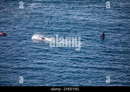 BluefinTuna stava saltando fuori dal mare insieme a diversi paddle board appena fuori Land's End in Cornovaglia. Foto Stock