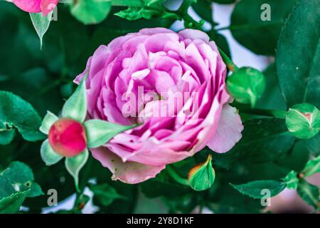 Rosen tantau ghiaccio alla lavanda in piena fioritura tra foglie verdi fresche su un cespuglio di rose in primavera o in estate giardino formale. Fiori di lilla che crescono nel rosario. Foto Stock
