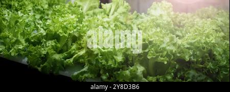 Azienda agricola verticale al coperto o moderna coltivazione di ortaggi che utilizza la nuova tecnologia di semina delle piante su stack verticali. Fattoria interna piante idroponiche in crescita un Foto Stock