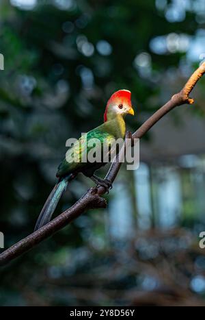 Turaco crestato (Tauraco erylophus) Foto Stock