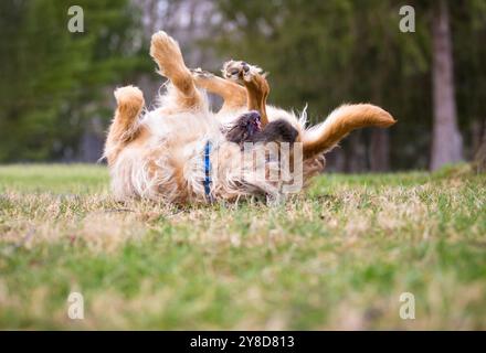 Un giocoso cane Otterhound disteso sulla schiena e rotolante nell'erba Foto Stock